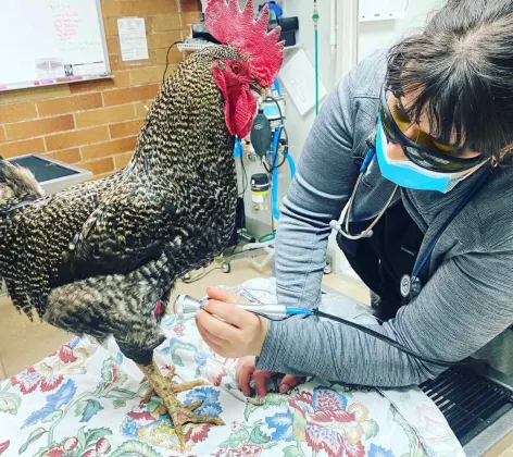 Rooster receiving laser therapy treatment from a doctor